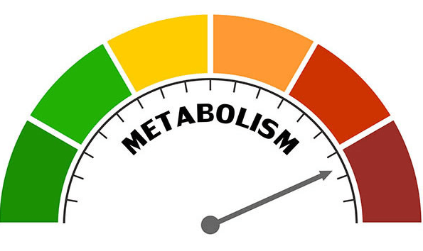 Can you enhance metabolism without exercise