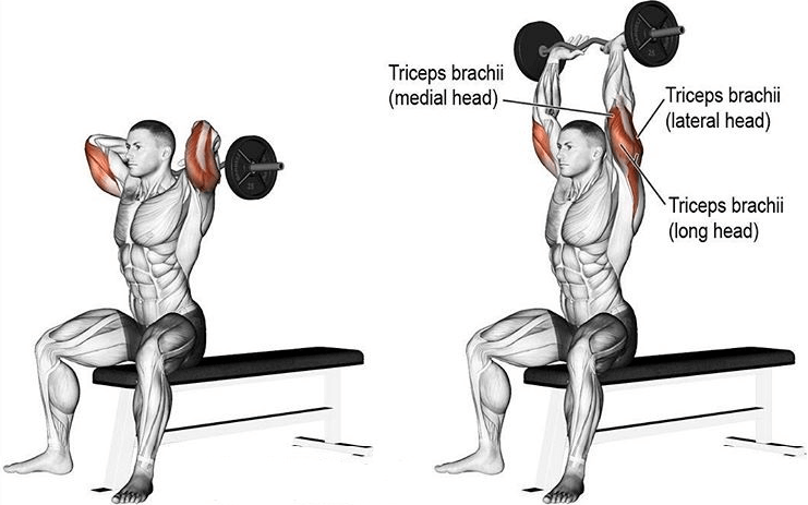 What is an overhead tricep extension?