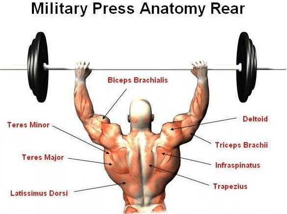What are some of the main muscles worked with the military press workout