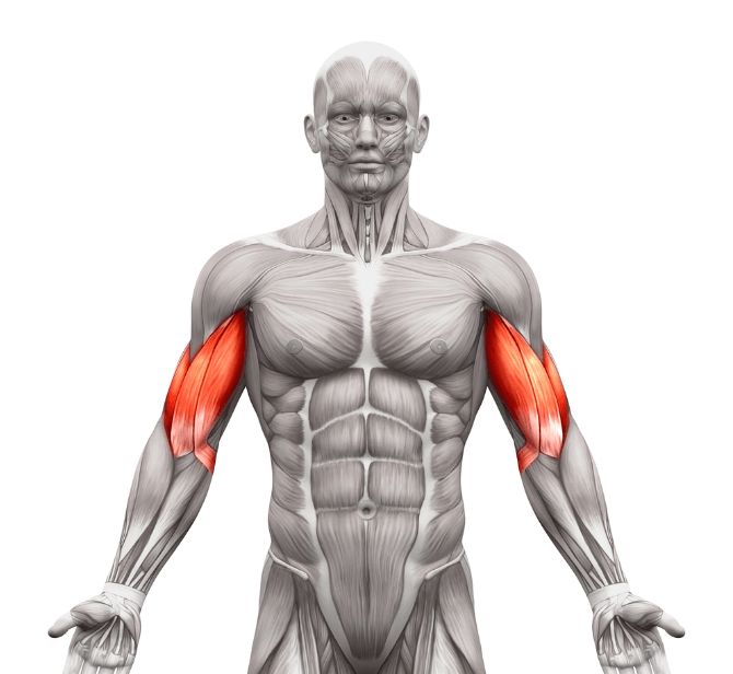 Bíceps are the primary muscles worked with the Dumbbell Curl Exercise