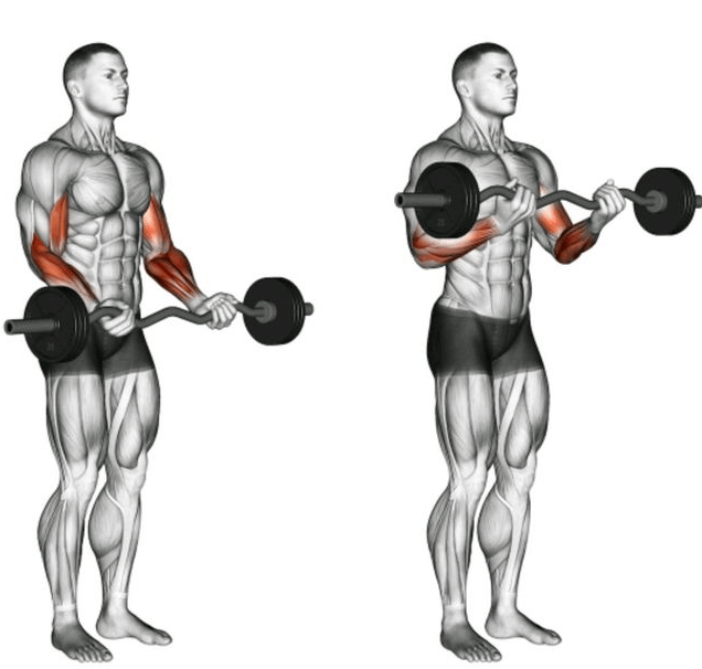 Dumbbell Curl Exercise also works forearms but you should go easy on your grab on the bar