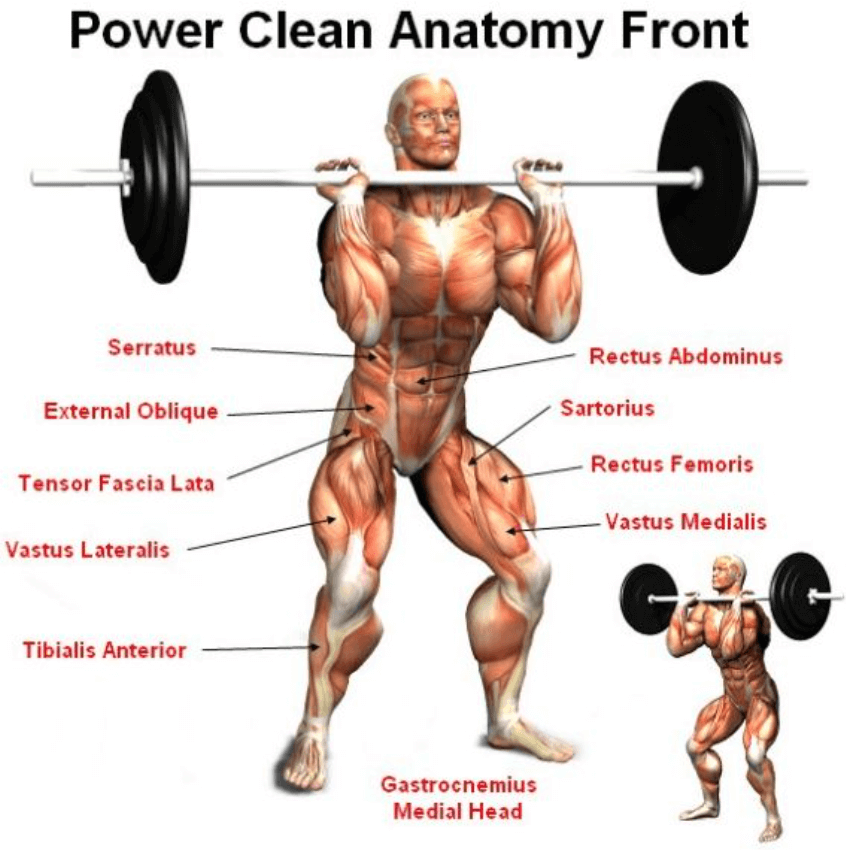 Power clean helps you build muscles throughout entire body