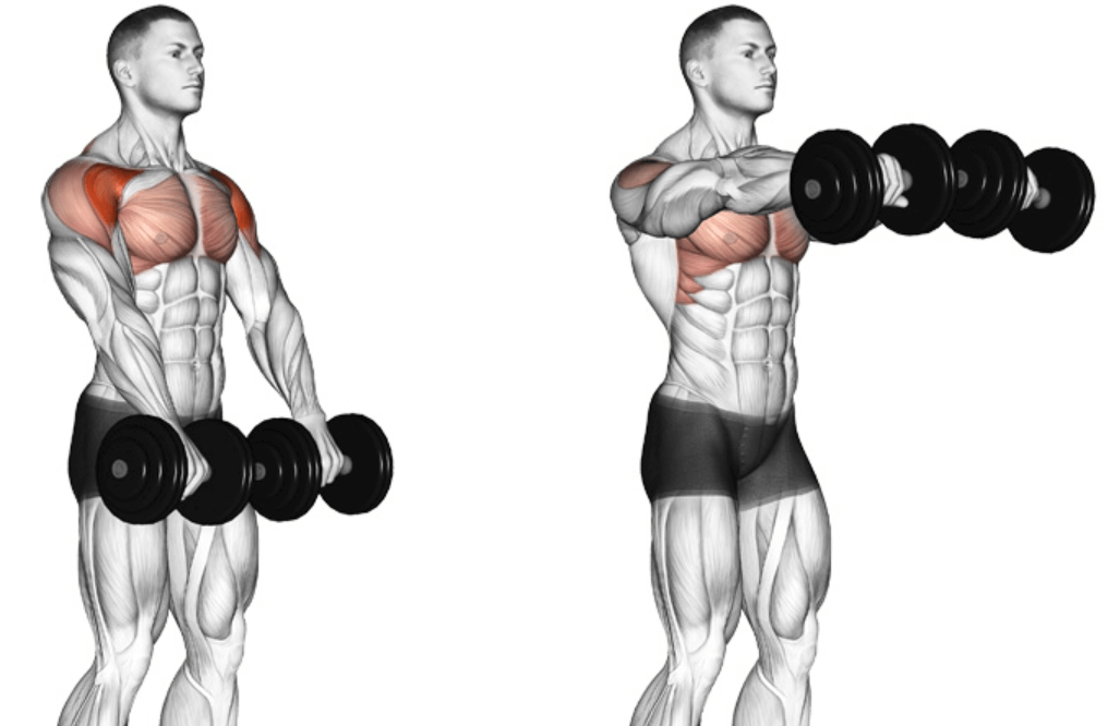 Dumbbell front raise works on more muscles apart from shoulder muscles.