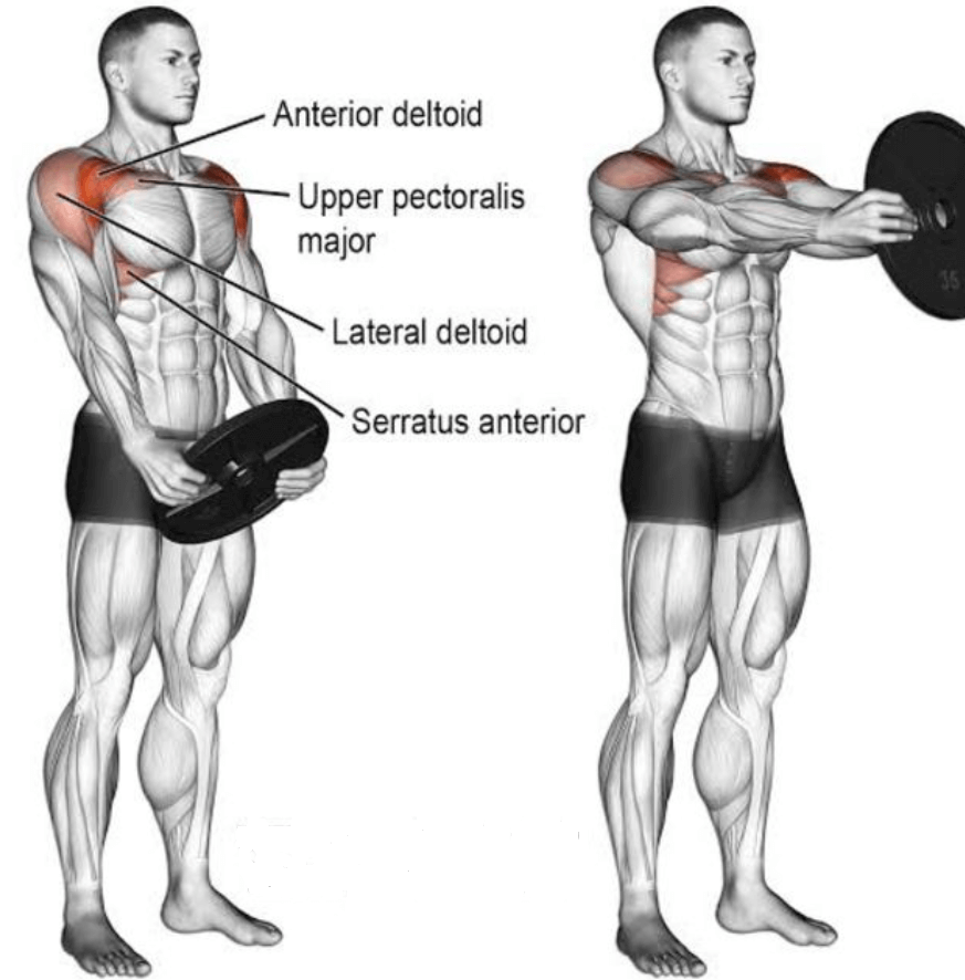 Front plate raise works on anterior and lateral deltoid, serratus anterior and upper pectoralis muscles